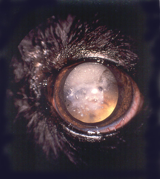 https://www.ashgi.org/home-page/genetics-info/eyes/cataracts/cataract-de