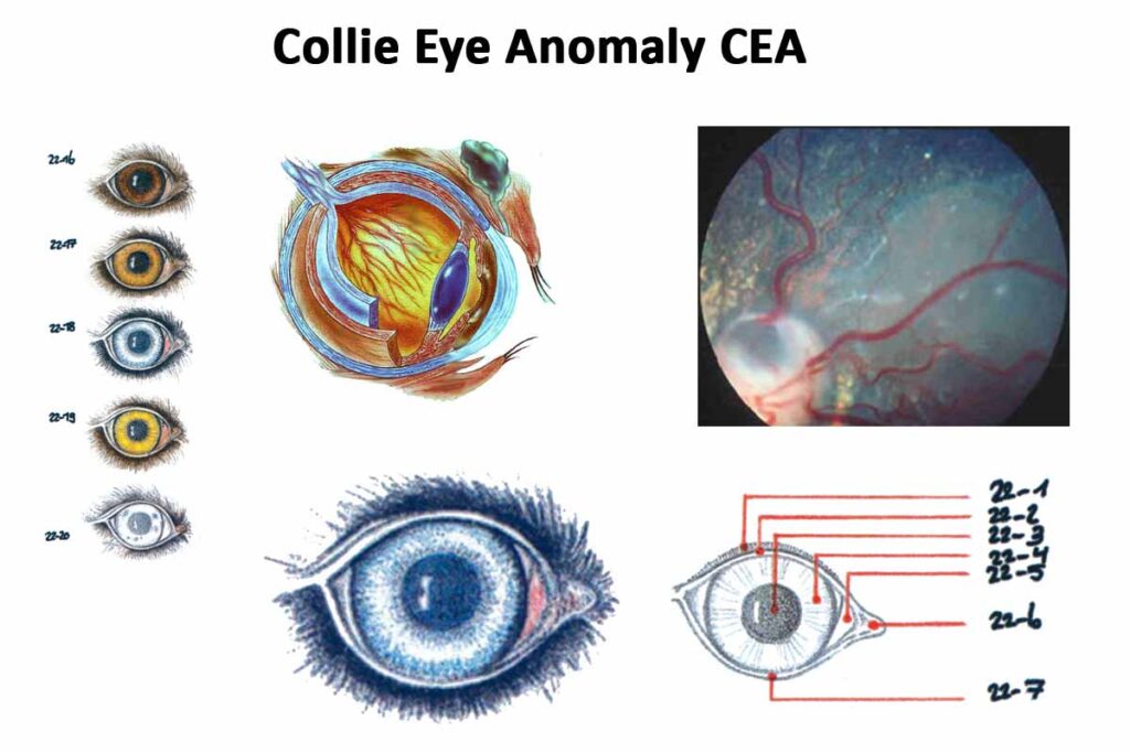 https://aciev.de/Hundezucht-Grundlagen/collie-eye-anomaly-cea/